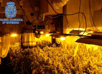 Detenidos un padre y su hijo tras el desmantelamiento de dos plantaciones de marihuana en Sanlúcar
