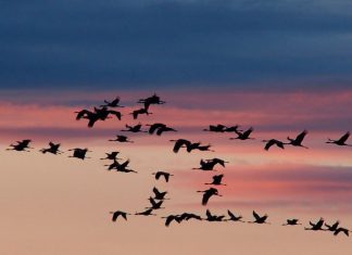 Tarifa acoge desde hoy lunes el tercer Congreso Internacional sobre Migración de Aves y Cambio Global