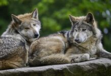 Más de 40 ONG denuncian la rebaja «anticientífica» de la protección al lobo en UE y reclaman «moratoria a las matanzas»