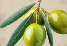 Un aceite elaborado en Zahara de la Sierra logra una medalla de oro en un concurso internacional
