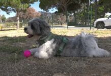 Inaugurado el nuevo parque canino de la Avenida del Molino Viejo
