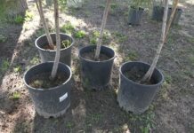 Medio Ambiente cierra el año agrícola con cerca de 450 nuevos árboles plantados en todo el término municipal de Chiclana