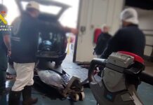 Intervenidos 622 kilos de atunes rojos pescados ilegalmente y sin trazabilidad en Barbate