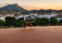 Salud activa la alerta tras detectar virus del Nilo en mosquitos de Algodonales