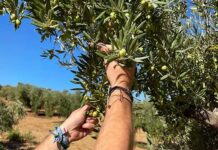 El Ayuntamiento de El Bosque permitirá la recogida de aceitunas de los olivos situados en espacios públicos