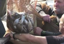 El despesque y la fiesta popular, platos estrellas de la Semana del Pescado de Estero de Chiclana